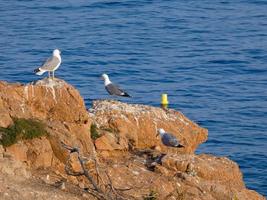 goélands à plumes claires typiques de la costa brava catalane, méditerranée, espagne. photo