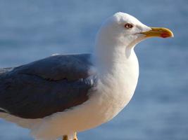 portrait d'une mouette sur la costa brava catalane, espagne photo