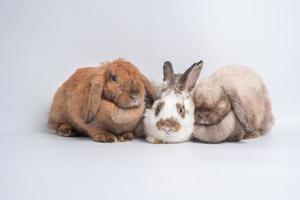 un groupe d'oreilles dressées de lapin brun rouge mignon poilu et moelleux sont assis dans l'appareil photo, isolés sur fond blanc. concept d'animal de compagnie rongeur et de pâques. photo