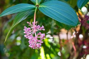 de belles fleurs de medinilla cummingii ou d'arbre de lustre fleurissent dans le jardin et sont une espèce de plantes à fleurs de la famille des melastomataceae. photo