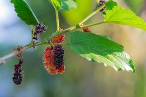 gros plan de mûres fraîches accrochées à une branche d'arbre avec un fond de nature verdoyante photo