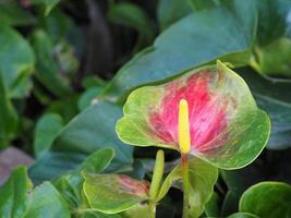 gros plan de belles fleurs d'anthurium fleurissent dans le jardin. photo