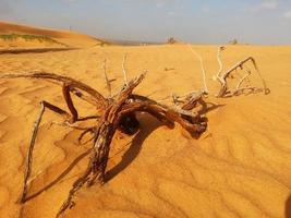 dunes de sable dans le désert photo