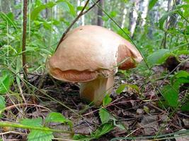 beau gros plan de champignons forestiers. cueillir des champignons. photo de champignons, photo de forêt, fond de forêt