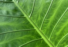 fond de feuilles vertes, texture des feuilles photo