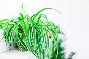 Décoration de maison de plantes vertes sur fond blanc photo