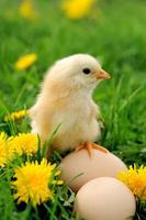 petit poulet sur l'herbe