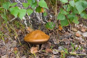 Champignons sauvages bloqués sur un pré vert photo