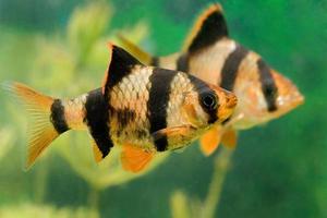 beau poisson d'aquarium barbus capoetas tetrazona photo