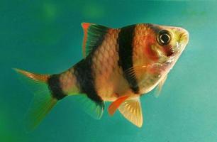 beau poisson d'aquarium barbus capoetas tetrazona photo