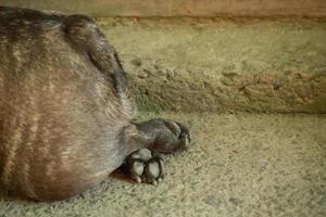 le chien se trouve avec les pattes pliées. pattes de bouledogue français sur la piste. photo