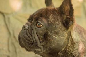 une zone étroite de mise au point sur les yeux. un jeune chien de la race bouledogue français par une journée ensoleillée. photo