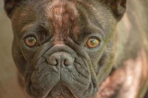 une zone étroite de mise au point sur les yeux. un jeune chien de la race bouledogue français par une journée ensoleillée. photo