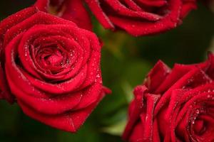 gros plan de roses rouges fraîches avec des gouttes de rosée.