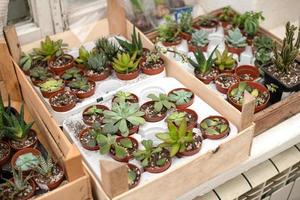 plantes d'intérieur dans un intérieur élégant d'une pièce à la maison en pots. le concept de jardinage domestique. déco cosy pour une maison avec un home jungle. jardin vert. photo