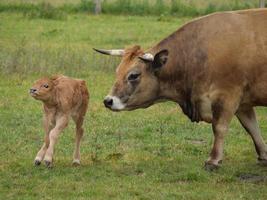 vaches en westphalie photo