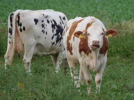 vaches dans le muensterland allemand photo