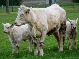 vaches blanches en westphalie photo