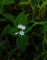 lys blancs qui poussent au bord de la rivière photo