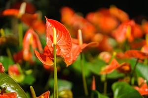 fleur d'anthurium orange ou fleur de flamant rose dans le jardin photo