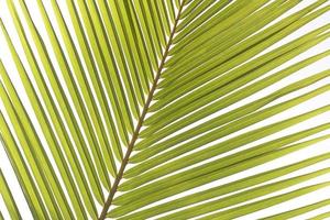 fermer les feuilles de palmier photo