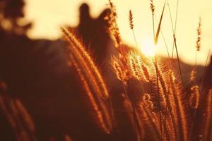 prairies au lever du soleil photo