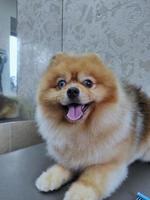 un chien spitz sur la table d'un toiletteur après une coupe de cheveux. beau petit chien photo