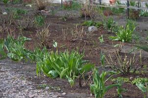 fleurs de tulipes dans le jardin. le concept de décoration et de design du jardin, pelouse photo