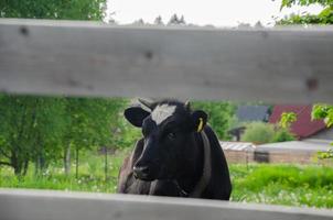 une vache sort de derrière la clôture. une vache marche derrière une clôture photo