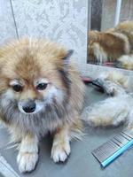 un chien spitz sur la table d'un toiletteur après une coupe de cheveux. beau petit chien photo