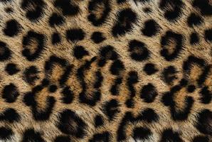 fond de texture de fourrure de léopard propre et réaliste photo