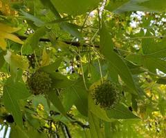 feuilles de sycomore avec fond naturel de graines, branches de couleur vert vif et vif, concept environnemental, platanus occidentalis, également connu sous le nom de sycomore américain photo