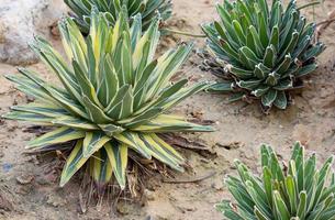 plante d'agave décorative dans le jardin extérieur photo