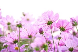 fleurs de cosmos isolés sur fond blanc photo