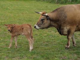 vaches en westphalie photo