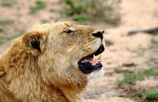 une photo en gros plan d'un vieux lion mâle avec une crinière de couleur claire a été repérée lors d'un safari dans la réserve de gibier de sabi sands en afrique du sud.