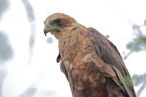 une photo en gros plan d'un aigle de wahlberg, quelque part dans la réserve de gibier de sabi sands, en afrique du sud.