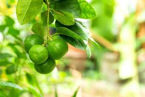 citron vert sur fond flou vert arbre photo