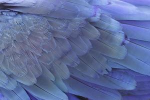 gros plan sur un perroquet à ailes bleues photo