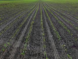 la croissance et le développement des plants de maïs. photo