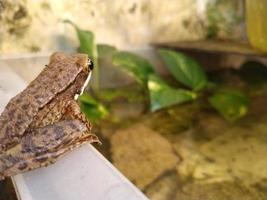 grenouille à un étang extérieur photo