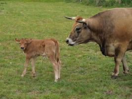 vaches en westphalie photo