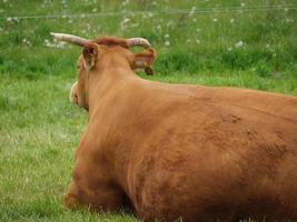 vaches en westphalie photo