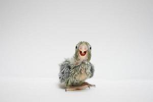 forpus bébé oiseau nouveau-né couleur verte 20 jours debout sur fond blanc, c'est le plus petit perroquet du monde. photo