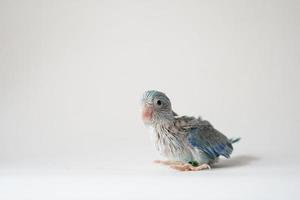 forpus bébé oiseau nouveau-né couleur pied bleu 26 jours debout sur fond blanc, c'est le plus petit perroquet du monde. photo