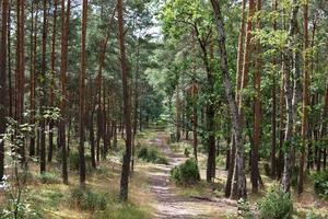chemin forestier. sentier à travers la forêt parmi les grands arbres verts par temps ensoleillé. parc national de kampinoski en pologne. mise au point sélective photo
