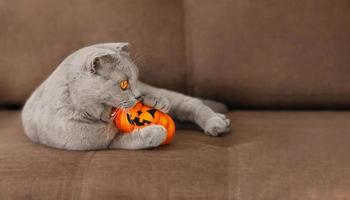 morsure de chat gris citrouille d'halloween allongé sur le canapé marron photo