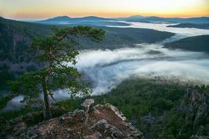beau pin solitaire au sommet de la montagne, paysage pittoresque avec brume le matin d'été, russie, oural. photo