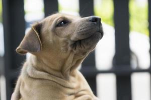 chien chiot d'espèce thaïlandaise. photo