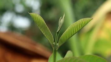 feuilles vertes de jeune goyave dans le jardin. les feuilles de goyave sont l'un des ingrédients traditionnels à base de plantes très populaires, en particulier pour traiter la diarrhée et les flatulences photo